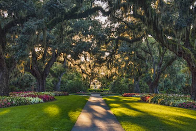 spanish moss on trees