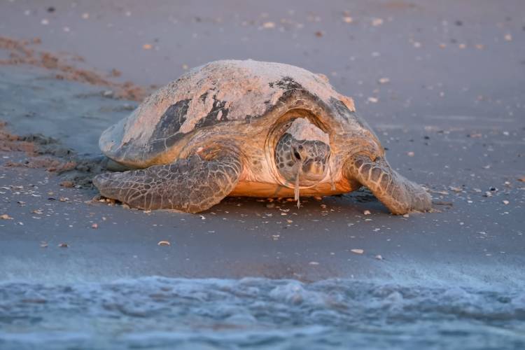 adult sea turtle on beach