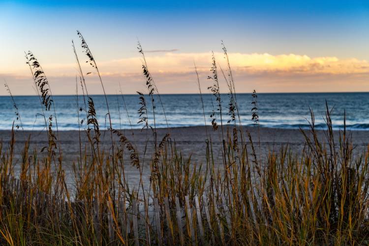 dune grass at beach
