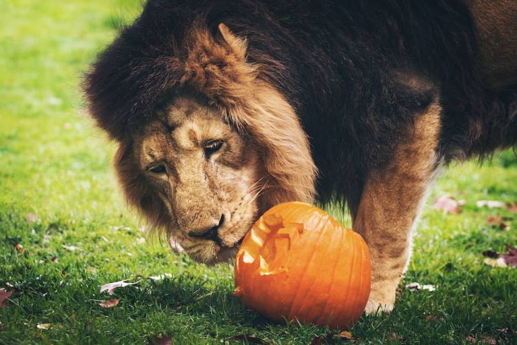 lion with a pumpkin
